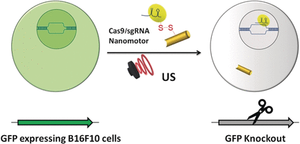 Acoustic Nanomotors - Active delivery of Cas9-sgRNA complex in the cell by using ultrasound-propelled nanomotors
