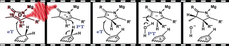 Hydrogen Transfer: One Thing after the Other - Stepwise hydride transfer in the biosynthesis of chlorophyll