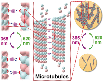 Nanoaggregation on Command - Light-controlled reversible aggregation of microtubules mediated by paclitaxel-modified cyclodextrin