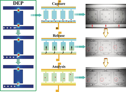 Progress toward Personalized Medicine - Microfluidic chip for analysis of single cells
