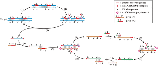 Copying Made Easy - A universal isothermal DNA amplification method