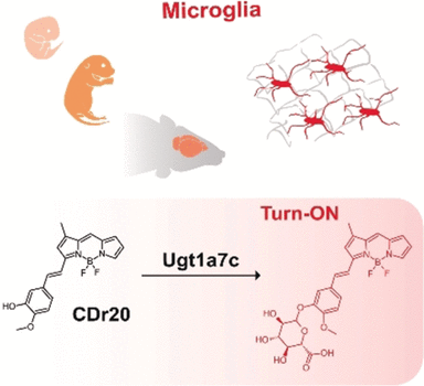 Microglia Turned On - Visualizing microglia in brain tissue with a fluorescence turn-on substrate