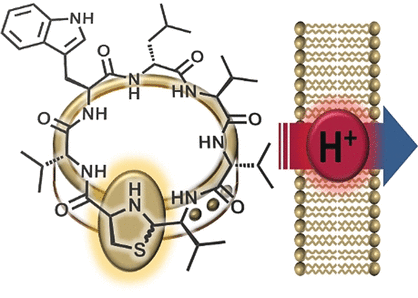 Antibiotic Ornament Clasp - Chemical synthesis demonstrates that antibiotic from the human nose works by proton translocation