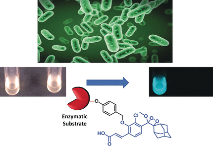 Glow Reveals Dangerous Bacteria - Chemiluminescence probes for the rapid and sensitive detection of salmonella and listeria