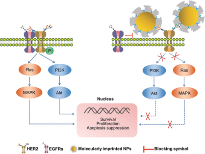 Imprinted Spheres Fight Breast Cancer - Inhibition of HER2 on tumor cells by molecularly imprinted nanoparticles