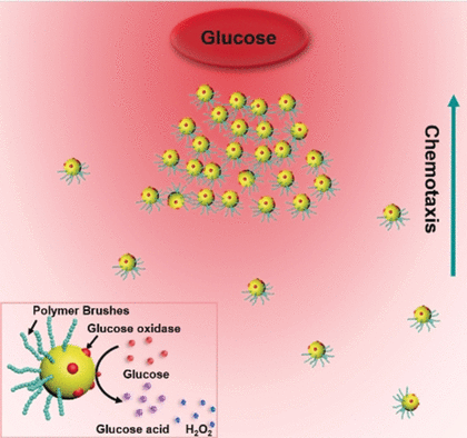Actively Swimming Gold Nanoparticles - Chemotactic movement on the macroscale by a swarm of bacteria-mimicking nanoswimmers