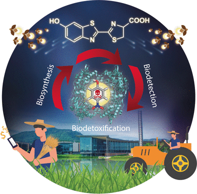 Analysis and Detoxification in One Step - A smart chemoenzymatic method detects and removes hazardous phenols