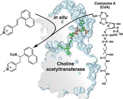 Inhibitor in a Tunnel - New method for the development of choline acetyltransferase inhibitors