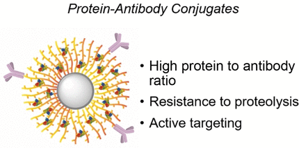 Protected by Nanobrushes - Inserting active-agent proteins into cancer cells using antibodies