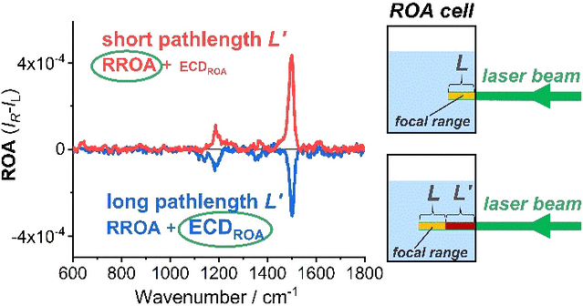 Overcoming False Optical Activity - Interference leads to inaccurate Raman spectroscopic analysis of vitamin B12