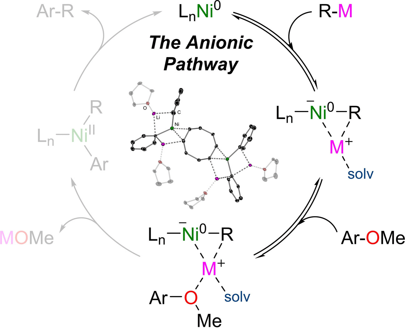 Anionic Nickel - Nickel-catalyzed cross-coupling of aromatic ethers proceeds via a nickelate anion