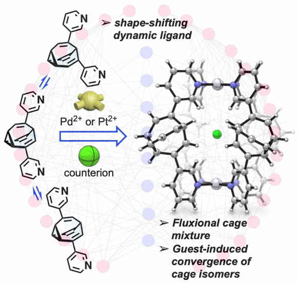 Taming of a Shape-Shifter Molecule - Isomer convergence of a permanently fluctuating coordination cage