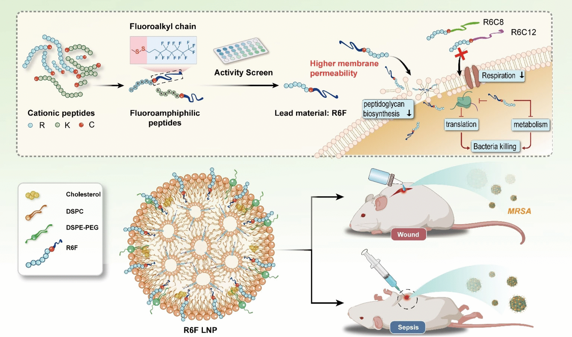 Bringing Multidrug-Resistant Pathogens to their Knees - Fluorous lipopetides act as highly effective antibiotics