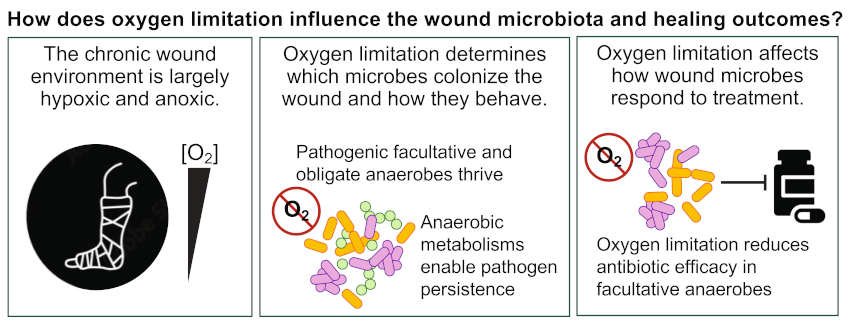 Special Collection on microbiome and biofilms in wound healing