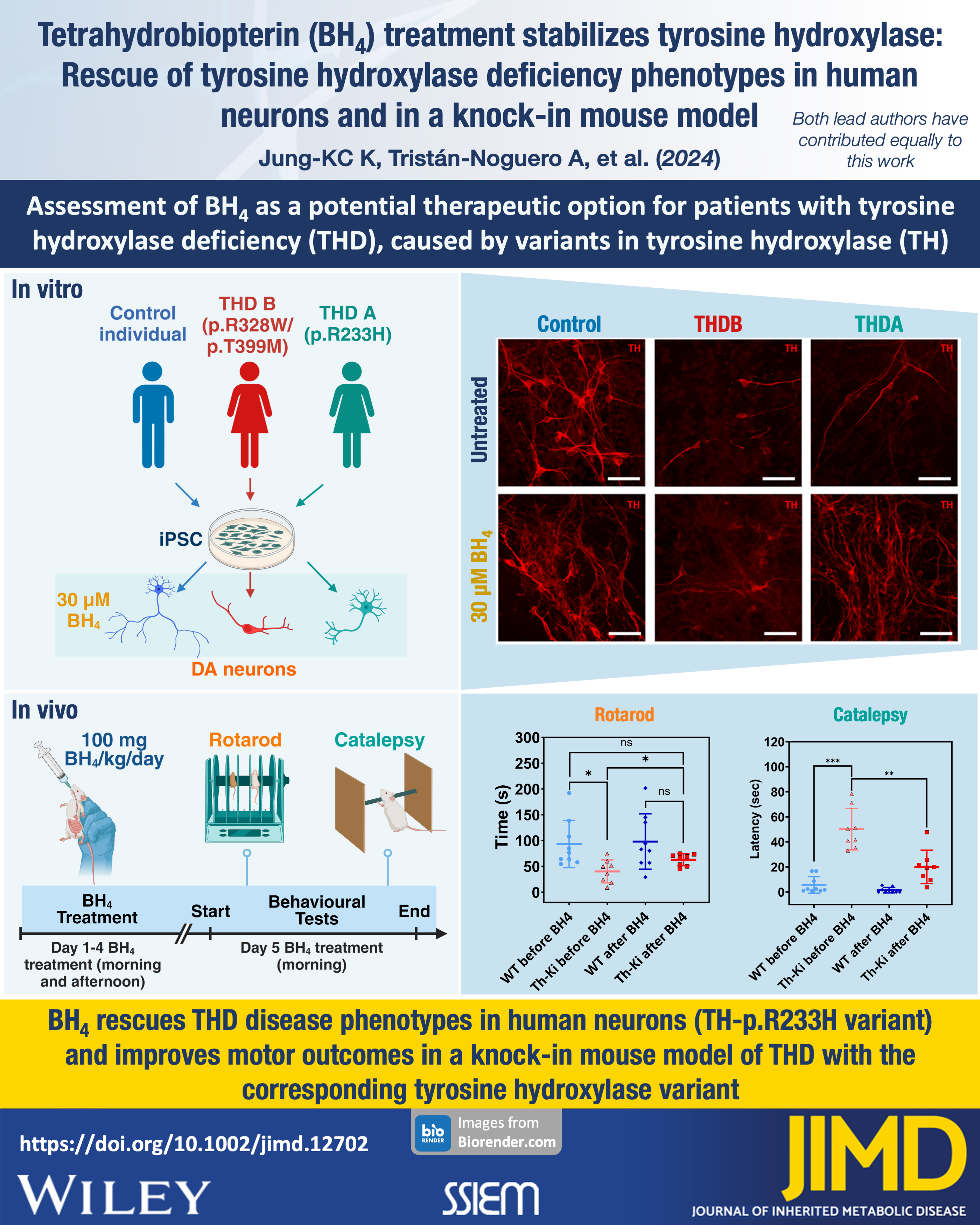 Tetrahydrobiopterin (BH4) treatment stabilizes tyrosine hydroxylase: Rescue of tyrosine hydroxylase deficiency phenotypes in human neurons and in a knock-in mouse model