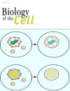 Cell Organization