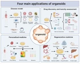 Organoids: development and applications in disease models, drug discovery, precision medicine, and regenerative medicine