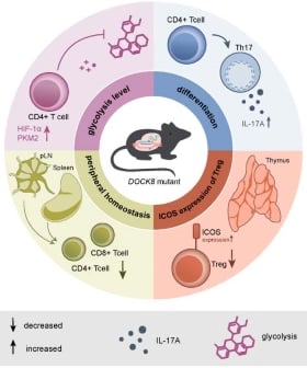 Dedicator of cytokinesis 8 (DOCK8) mutation impairs the differentiation of helper T cells by regulating the glycolytic pathway of CD4+ T cells