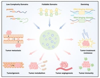 Phase Separation: A New Dimension to Understanding Tumor Biology and Therapy