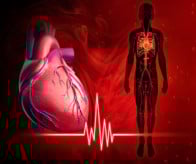 circulatory system