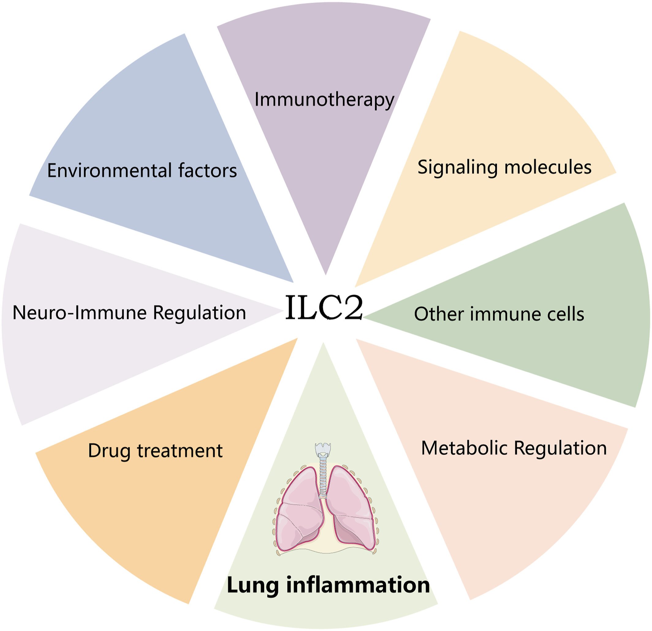 Regulatory factors of ILC2 are therapeutic targets for lung inflammation