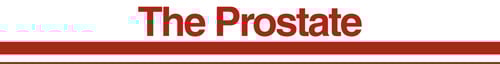 The Prostate